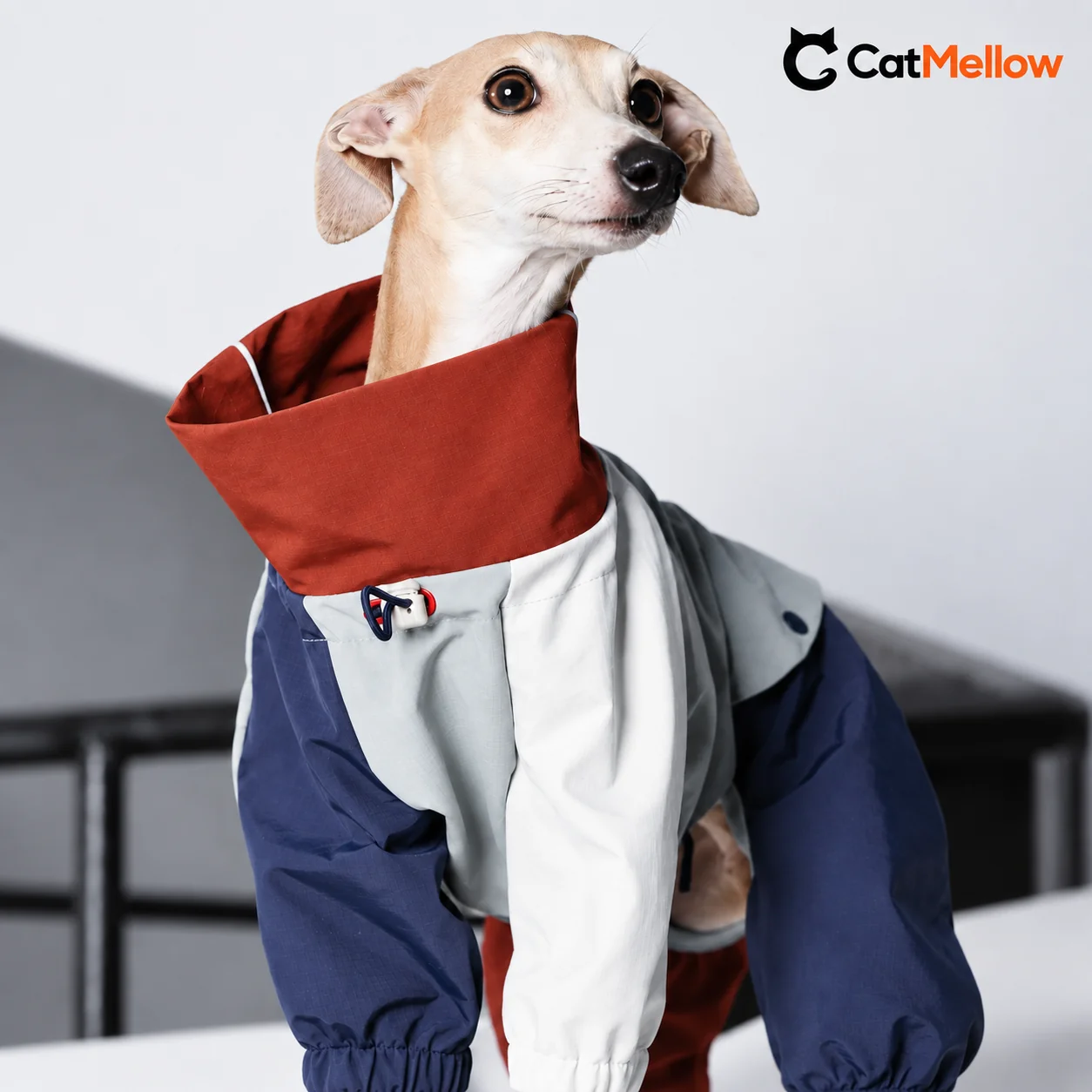 Dog wearing a red, white and blue four-leg raincoat