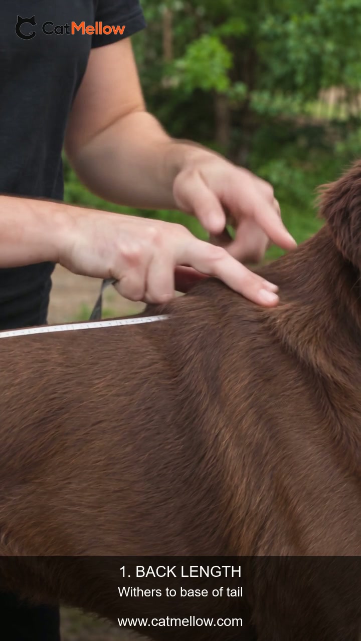 How to measure your dog